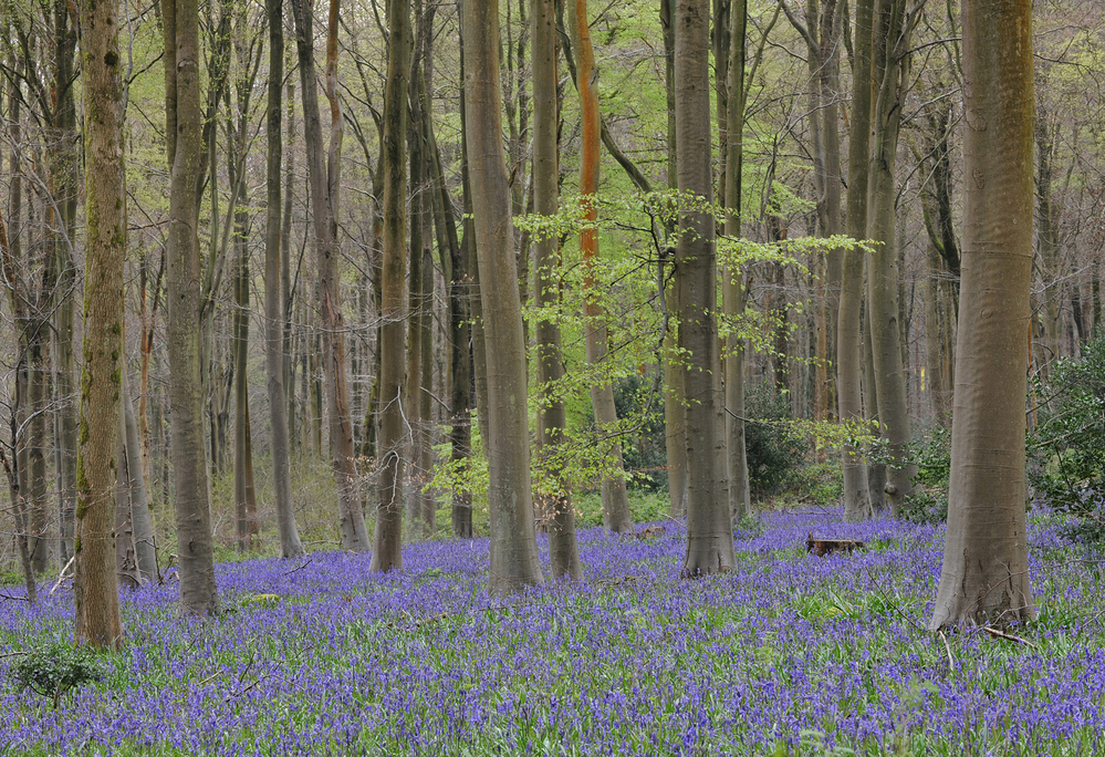 West Woods  Wiltshire Bluebell Wood 6